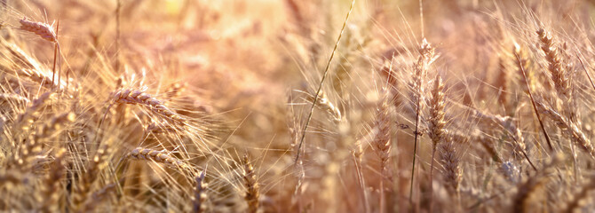 Ear of wheat, golden wheat field