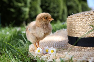 Cute chick with chamomile flowers and straw hat on green grass outdoors. Baby animal