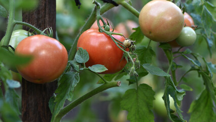 red ripe tomato growing with leaves and plant in the farm over out of focus green background. close-up tomato, ripe vegetable, vegetarian food. greenhouse plant in the garden. closeup