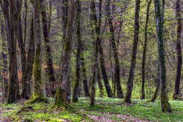 Obraz premium Zarośla