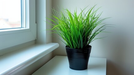  A potted plant on a windowsill, with a windowsill in the background