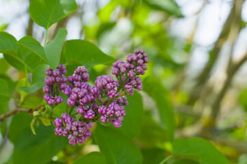 Lila Flieder Knospen, geschlossen (Lat.: Syringa vulgaris) an einem Zweig - Purple lilac flowers