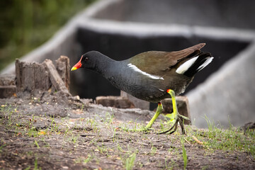 An adult common moorhen (Gallinula chloropus) walks on the ground perpendicular to the camera lens...