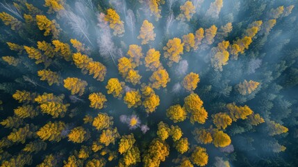  A birds-eye perspective of a cluster of trees with golden leaves in the foreground and a blue backdrop of sky