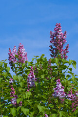 Lila Flieder erblüht im Frühling (Lat.: Syringa vulgaris) - Purple lilac flowers spring blossom...
