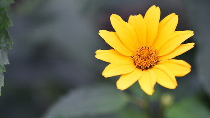 yellow chamomile flowers in the garden. yellow daisy on a beautiful blurred green background, close-up. yellow flowers on the flowerbed. floral background. bright chamomile in spring or summer.