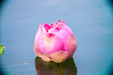 Lotus pond. Water lily close up. Sacred lotus flower in Buddhism. Calmness and tranquility. Spa...