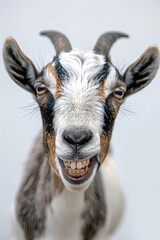 A goat grinning with its teeth showing, isolated on a white background