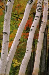 Birch Tree Trunks In Fall