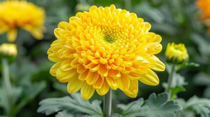  A sharp image of a yellow flower, situated in the heart of a field, surrounded by a sea of green and yellow flowers in the background, appears as a soft-focus photograph featuring distinct pet
