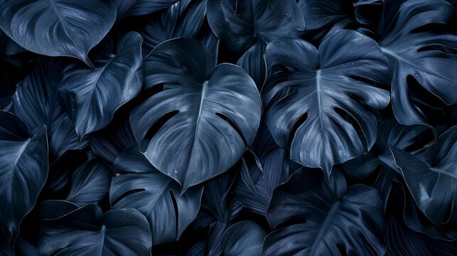  A close-up of several plants with distinctively blue leaves The middle leaf bundle exhibits a deeper, darker blue hue Only one plant is present in the image's heart