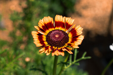 Painted Daisy Blooming Flower in a Summer Garden