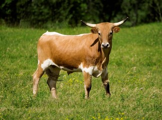 Longhorn Cow