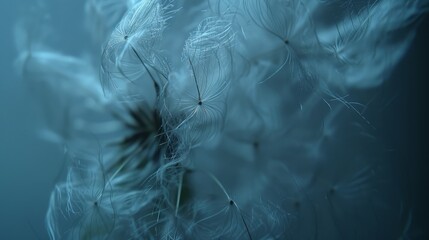  A close-up of a dandelion flower with a blurred background showing the reverse sides - Powered by Adobe