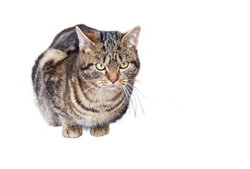 Closeup of a domestic grey cat looking at camera isolated on a white background. Copy space on the right.