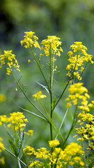 Fototapeta premium Rapeseed. Brassica napus. are blooming in sunny summer day. yellow flower, isolated on blurred natural background. agriculture, in Europe or Asia. floral background, close-up