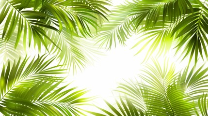  A close-up of green palm tree leaves against a pure white background is a square-shaped image, not a rectangle