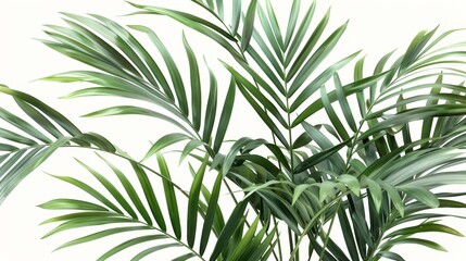  A palms' close-up with abundant green leaves crowning top and base, against a pristine white backdrop