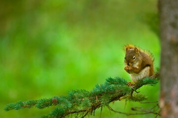 Red Squirrel On A Tree Branch