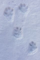 tracks of Moutain Hare (Lepus timidus) footprints of two rare foots and the prints of the two front foots below