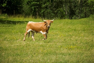 Fototapeta premium Long Horn Cattle