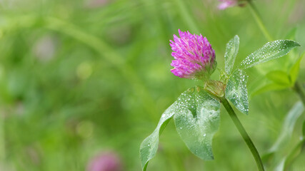 Red Clover, Trifolium pratense, in a typical meadow environment. delicate flower, on a light green natural background, with drops after rain, morning dew, moisture on the petals. macro nature.