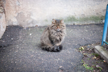 gray cat. close-up, gray cat with yellow eyes. homeless animal sitting on the street. Chartres the cat looks directly into the camera with yellow-green eyes. domestic animal. care, veterinary medicine