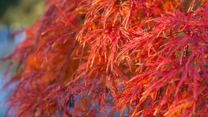 Acer palmatum. closeup of autumn leaves in a Japanese garden maple which has fine leaves. red leaves. natural background. autumn theme, beautiful season. Enkan. selective focus
