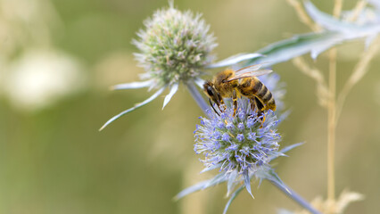 bee collecting nectar from a thorny wildflower close-up. honey bee on the meadow plant Eryngium. macro photo of an insect in nature. natural background, place for text, bokeh
