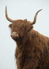 Allermuir hill highland cow, Scotland