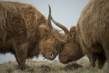 Clashing Allermuir hill highland cow, Scotland