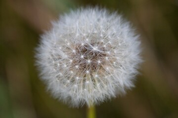 Macro Shot Of A Dandelion Puff