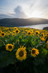 Balsam Roots and the Columbia river gorge