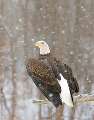 Bald Eagle In A Snowfall