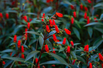 Red Seemannia flowering plant.