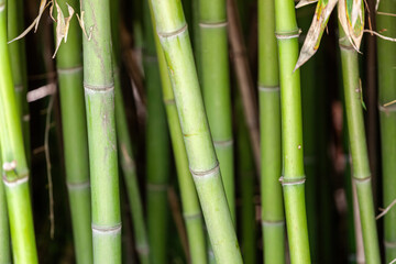 Capturing the beauty of a peaceful bamboo forest, a closeup view of vibrant green bamboo stalks and...