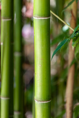 Tranquil closeup shot of a single bamboo stem with a natural green backdrop in a zeninspired garden setting