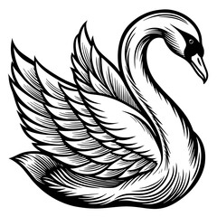 black swan vector © Diana