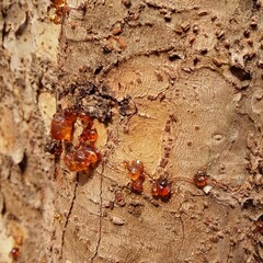 ants