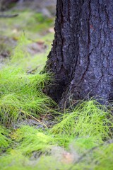 Obraz premium White Pine Seedlings