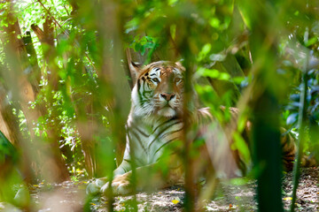 Tranquil tiger hidden in dense greenery, gazing intensely through the foliage, capturing the spirit...