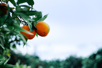 Orange fruits hanging on tree in lush orchard