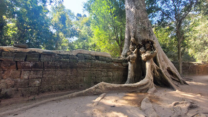 Ta Prohm Temple in Angkor Wat