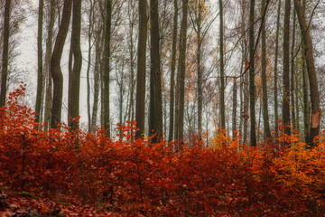 Fototapeta premium Jesienny las