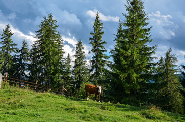 Natural landscape featuring a brown and white cow grazing on a lush green hill, surrounded by tall, majestic pine trees under a partly cloudy sky. Ideal for content related to farming, and nature