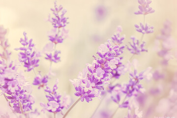 Naklejka premium Close Up of Lavender Flowers in Bloom with Soft Pastel Background