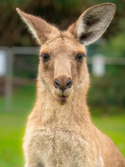 kangaroo