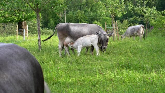 White calf drinking milf from tits of mother cow of breed named R&auml;tisches Grauvieh on meadow at Swiss City of Z&uuml;rich on a sunny spring evening. Movie shot May 17th, 2024, Zurich, Switzerland.