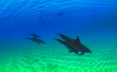 Obraz premium Atlantic Spotted Dolphins