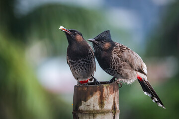 Two birds sharing food and sitting together 
